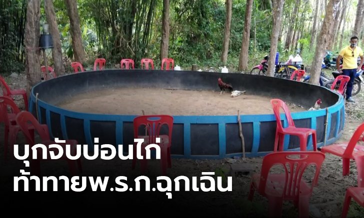ไม่กลัวโควิด-19 ชาวบ้านลอบเปิดบ่อนไก่กลางสวนยาง ฝ่าฝืน พ.ร.ก.ฉุกเฉิน