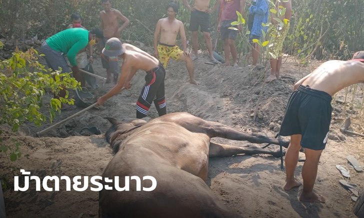 หัวหินก็เจอ! ม้าชายหาดป่วยตาย 6 ตัวรวด อาการเหมือนม้าที่ตายที่โคราช