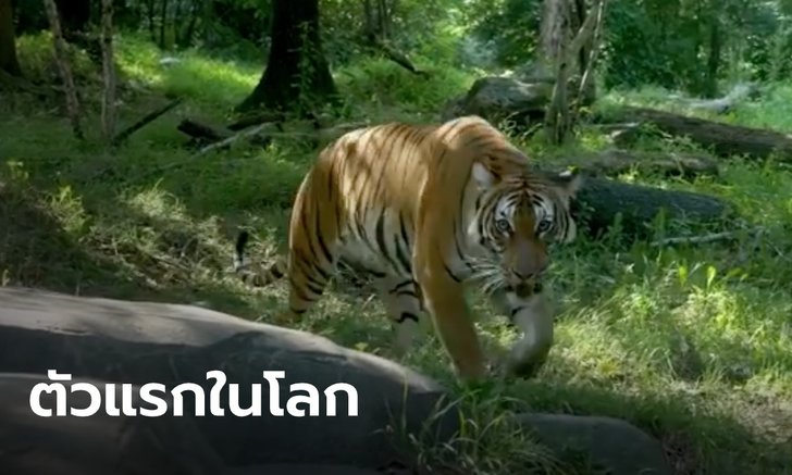 ตะลึง! เสือโคร่งในสวนสัตว์นิวยอร์ก ติดเชื้อโควิด-19 เป็นตัวแรกในโลก