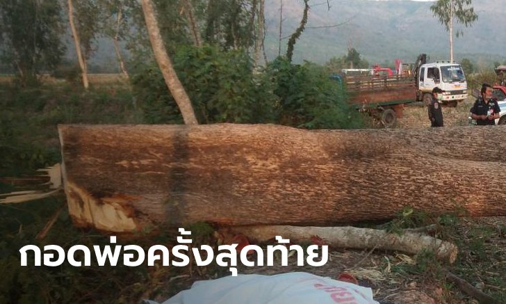 สลดใจ ลูกชายเห็นต้นไม้ใหญ่ล้มไปทางพ่อ กระโดดเข้าขวางยอมตายแทน