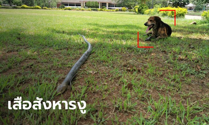 หมาจรฮีโร่ "เจ้าเสือ" สู้ฟัดกัดงูจงอางยาวเกือบ 3 เมตร ปกป้องคนให้ข้าวให้น้ำ