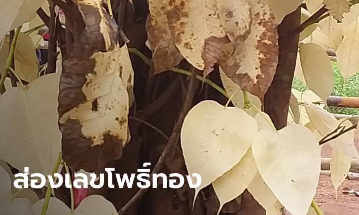 ต้นโพธิ์ใบสีทอง งวดที่แล้วรวยถ้วนหน้า เจ้าของนานั่งหลับเสียงกระซิบบอกหวยข้างหู