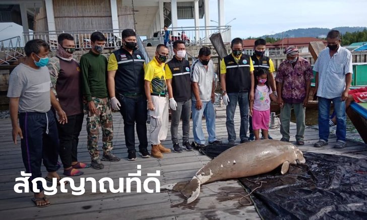 สลดพบซาก “พะยูน” ที่อ่าวพังงา ดร.ธรณ์ ชี้แม้จะตายแต่ก็ถือเป็นข่าวดี!