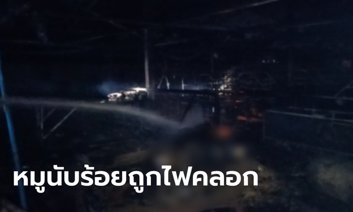 สลด! ไฟไหม้ฟาร์มหมูบุรีรัมย์ ย่างสดแม่พันธุ์ตายคาโรงเรือนนับ 100 ตัว คาดเสียหายหลายล้าน