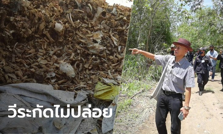 บุกตรวจที่ดิน "ทวี ไกรคุปต์" ผงะพบซากกระดูกสัตว์ข้างบ่อเลี้ยงจระเข้เพียบ