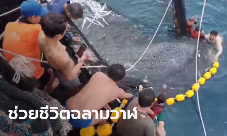 เปิดคลิปนาทีไต๋เรือ-ลูกเรือประมง ช่วยชีวิต 3 ฉลามวาฬ ติดอวนข้างเรือ (มีคลิป)