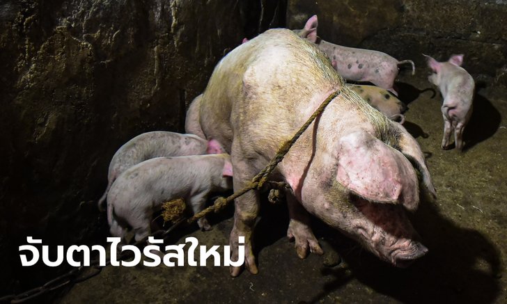 จีนพบ "ไวรัสไข้หวัดหมู" สายพันธุ์ใหม่ มีโอกาสกลายพันธุ์-ระบาดใหญ่ในอนาคต