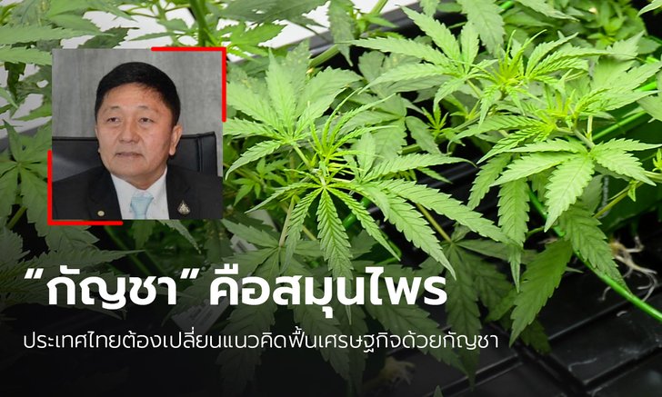 กมธ.สธ. สภาฯ เตรียมเรียกเลขาฯ ปปส. ชี้แจง ปมตีความ "กัญชา"