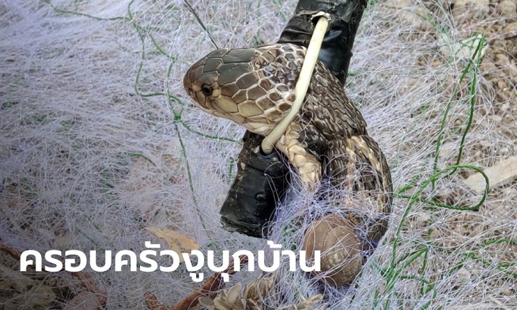 ผวาครอบครัวงูเห่าซุกใต้ถุน จับได้ตัวเดียวยาว 1 เมตร เจ้าของบ้านเผยมีใหญ่กว่านี้
