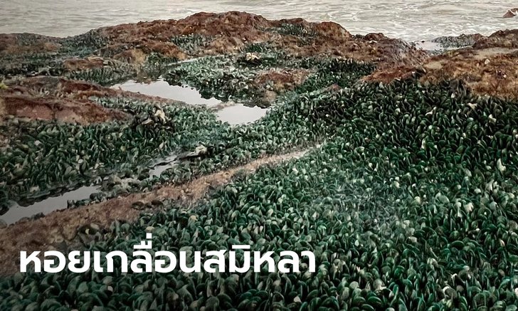 ขนลุกเบาๆ หอยแมลงภู่ เกาะโขดหินเกลื่อนหาดสมิหลา ผู้เชี่ยวชาญเผยเป็นเรื่องปกติ