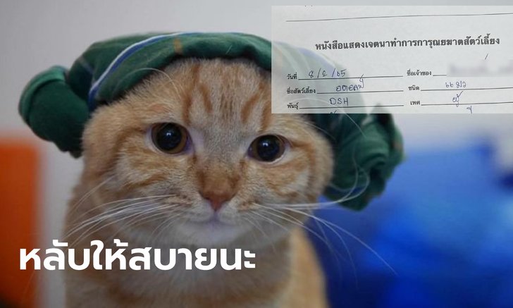 บีบหัวใจ เจ้าของเล่านาทีเซ็น "การุณยฆาต" แมวสุดที่รัก ป่วยน้ำคั่งในสมอง