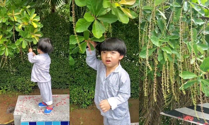 "ดีเจเพชรจ้า" ต้นไม้ปลูก 7 ปี เพิ่งเคยเห็นแบบนี้ ชาวเน็ตบอกไม้มงคลเรียกเงินเข้าบ้าน (คลิป)