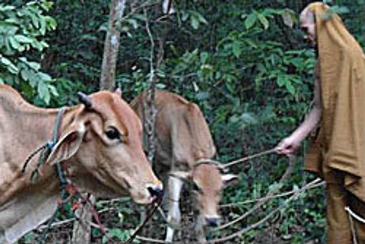 แม่วัวหนีตายเข้าวัด โชคดีผู้ใจบุญช่วยไถ่ตัว