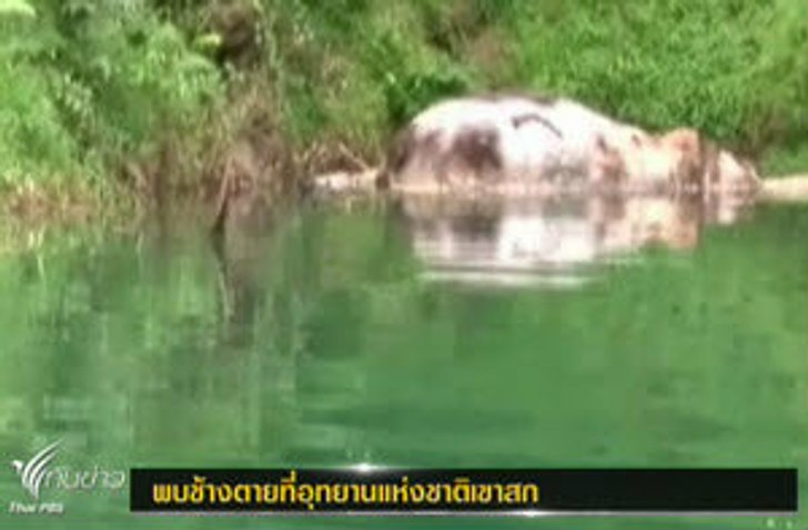 สลด! พบช้างลอยตายในเขื่อน คาดพลัดตกขณะกินน้ำ