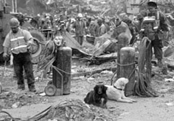 รำลึก10ปี "9/11" เปิดภาพ สุนัขกู้ภัย ที่ัยังไม่ตาย