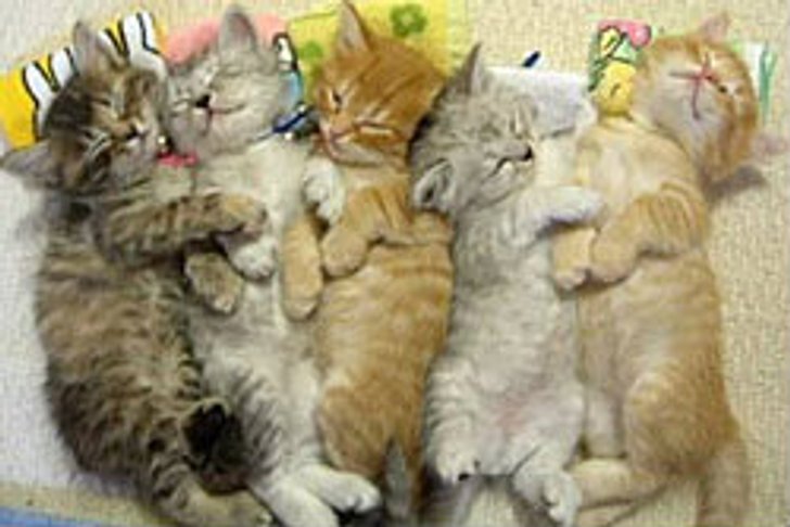 น่ารักอ่ะ! แอบดูสัตว์ตอนนอนหลับ