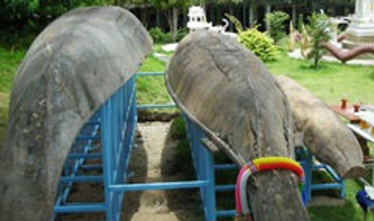 ยามสวนสัตว์เชียงใหม่ผวา! ผีเรือตะเคียนเฮี้ยน