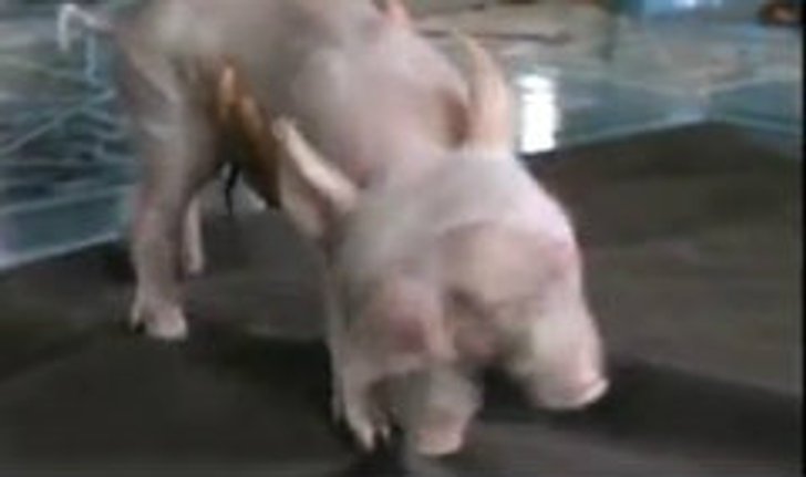 ชาวบ้านตื่นหมูประหลาด 2 หัว