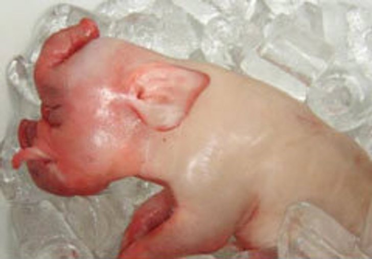 หมูป่าออกลูกมีงวงเหมือนช้าง คอหวยแห่ขอเลขเด็ด