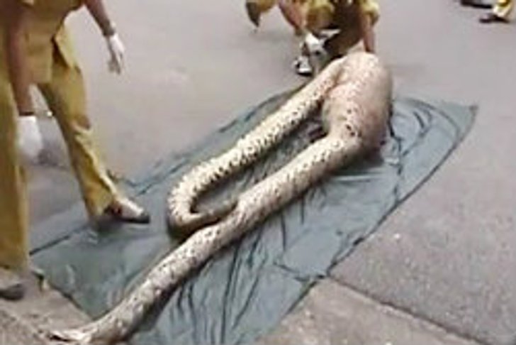 ผวางูเหลือมยักษ์กลืนเด็ก ผ่าท้องพบหมูป่า