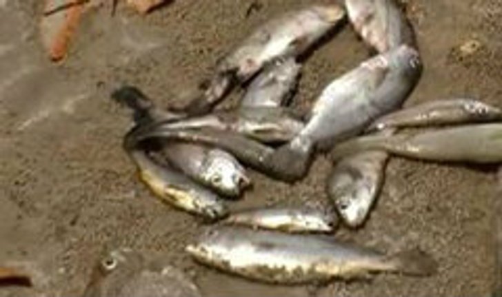 ปลาชายหาดกระบี่ตายเกยตื้นอย่างต่อเนื่อง