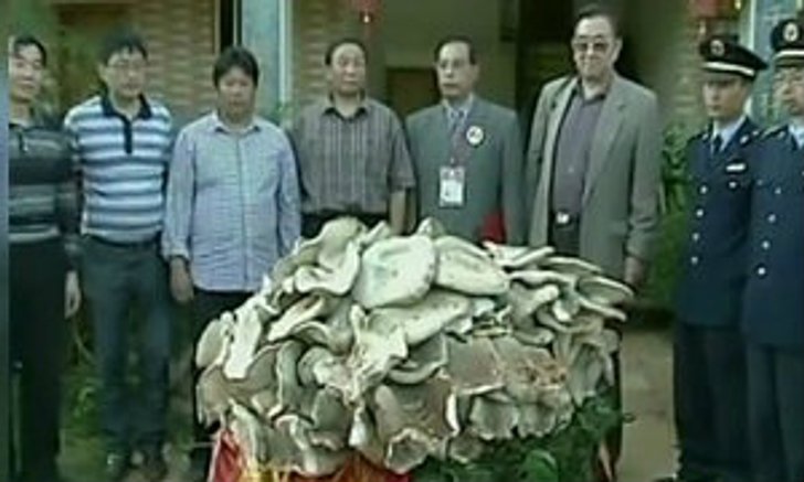 ฮือฮา..!พบเห็ดยักษ์ใหญ่ที่สุดในโลก