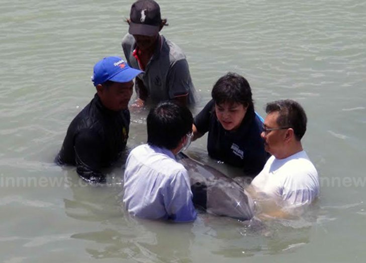โลมาปากขวดคลื่นซัดเกยหาดอำเภอระโนด