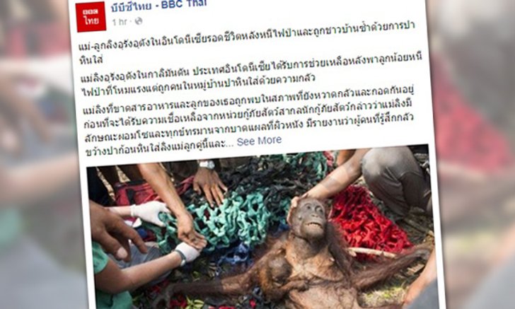 ภาพสลด ลิงอุรังอุตังแม่ลูก หนีไฟป่าอินโด มาถูกคนทารุณ