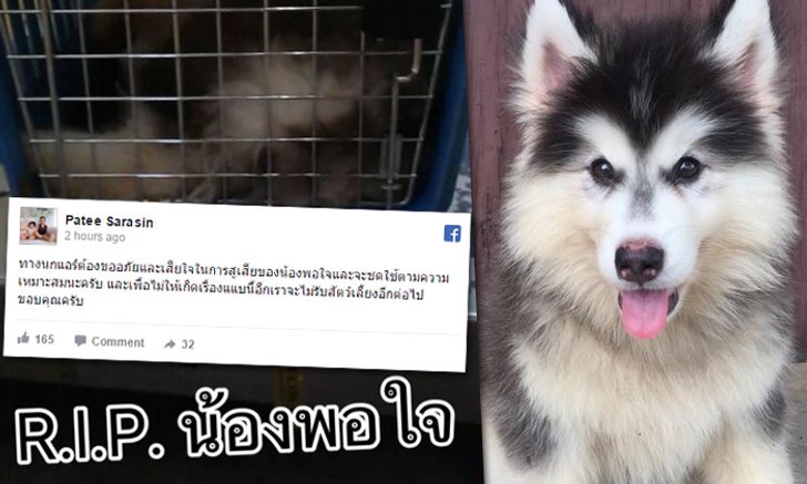 "นกแอร์" ขอโทษ-ประกาศไม่รับขนส่งสัตว์ หลังมีสุนัขตาย
