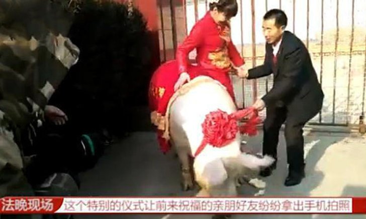 วิวาห์อลเวง เจ้าบ่าวส่งหมูยักษ์ให้เจ้าสาวขี่เข้าเรือนหอ