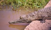 ออสเตรเลียเปิดประมูล “จระเข้เจ้าปัญหา” เทขายกว่า 1,000 ตัว