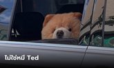 เฉลยแล้ว ภาพไวรัลตุ๊กตาหมีนั่งรถ ที่แท้เป็นน้องหมาพันธุ์นี้ น่ารักจนใจเจ็บโอ้ยๆ