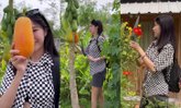 ลูกสะใภ้น่ารัก "แก้ว จริญญา" เก็บมะละกอผลโตจากสวน ไปฝาก "คุณแม่บานเย็น"