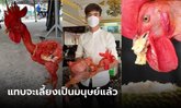 สุดแปลก "ไก่ไร้ขน" ชอบกินทุเรียน คนขอซื้อ 7 หมื่น เจ้าของไม่ขาย ชี้คิดการณ์ไกลกว่านั้น