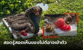 ผวาหวั่นอาถรรพ์ หุ่นพญางูจงอางลอยติดริมแม่น้ำ ขนลุกผ้าแดงคล้ายพิธีลอยเคราะห์