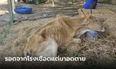 วัวผอมโซ รอดจากโรงเชือดแต่อดตาย เหตุเจ้าอาวาสคนดังลาสิกขา คนเลยไม่มาทำบุญ