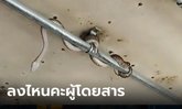 กรี๊ด งูโผล่รถเมล์สาย 501 คนขับต้องพาน้องกลับอู่ ล่าสุด ขสมก.เฉลยตอนจบแล้ว