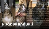 เจ้าของ "ชิฟู" แมวตกใส่รถ ขอโทษที่น้องอ้วน-ทำผิดกฎคอนโด ชาวเน็ตห่วงสภาพจิตใจ