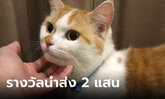 เจอแล้ว "ป๊อบคอร์น" แมวหายจากบ้าน เจ้าของจ่ายจริง 2 แสน ตอบแทนพลเมืองดี
