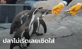 นกเพนกวินเจอพิษเงินเฟ้อ! สวนสัตว์ญี่ปุ่นให้ปลาราคาถูกลงเป็นอาหาร กลับโดนเมิน