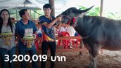 เสี่ยรับเหมาหอบสินสอด 3.2 ล้าน สู่ขอควายแม่พันธุ์สุดสวย เจ้าของเดิมซื้อมา 1.9 แสน