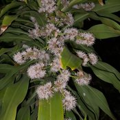 สุรินทร์-งวดนี้มาแน่..ต้นวาสนาออกดอกครั้งแรกในรอบ 14 ปี เจ้าของถือโอกาสขอโชคขอลาภ หวังวาสนาหนุนส่ง ได้เลขสวยตามแถมเลขท้ายตรงกับเลขที่บ้านอีกด้วย