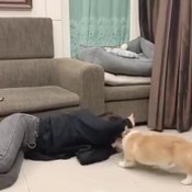 ใบเฟิร์น พิมพ์ชนก