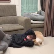 ใบเฟิร์น พิมพ์ชนก