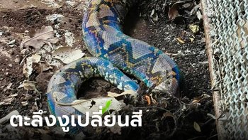 งูใหญ่ยาว 3 เมตร ซ่อนตัวอยู่ในบ้าน ตะลึงอยู่ดีๆ ตัวก็เปลี่ยนเป็นสีประกายรุ้ง