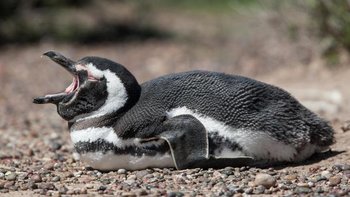 ตะลึง! บราซิลพบ "เพนกวิน" เกือบ 600 ตัวตายเกลื่อนหาด หลังเจอพายุถล่ม