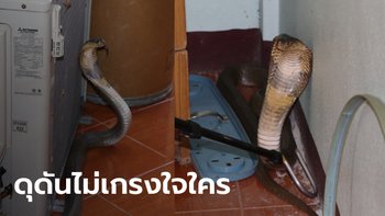 งูเห่าเข้าบ้าน ตัวยาว 1.5 เมตร แผ่แม่เบี้ยขู่ฟ่อๆ เจ้าของบ้านเพิ่งฝันเห็นงูใหญ่ เชื่อจะมีโชค