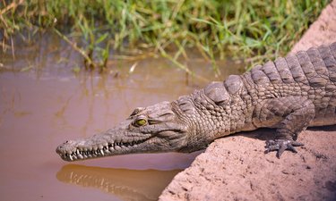 ออสเตรเลียเปิดประมูล “จระเข้เจ้าปัญหา” เทขายกว่า 1,000 ตัว