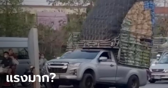 Socialists scoured the pickup truck with overflowing vegetables  Raise the wheel to show the middle of the red light intersection (watch clip)