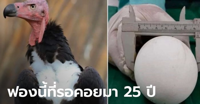 The condor successfully spawned the eggs at the Korat Zoo.  For the first time in Asia  After more than 25 years of waiting